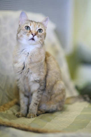 ЮЛИАНА