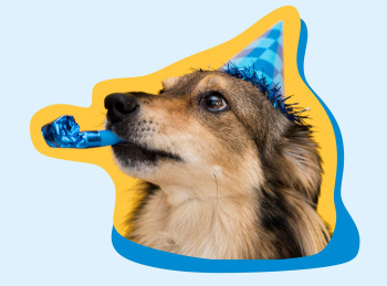 Приют «Ласка» составил необычный фиш-лист на свой 24 день рождения!