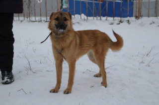 ГАЙНА