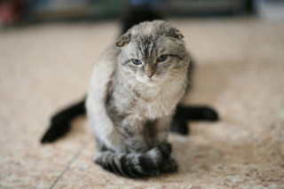ФРЕД