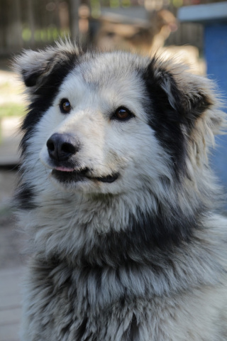 ПАКО