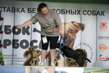 34 бесподобные собаки боролись за «Кубок Барбоса»!