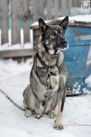 Чаки